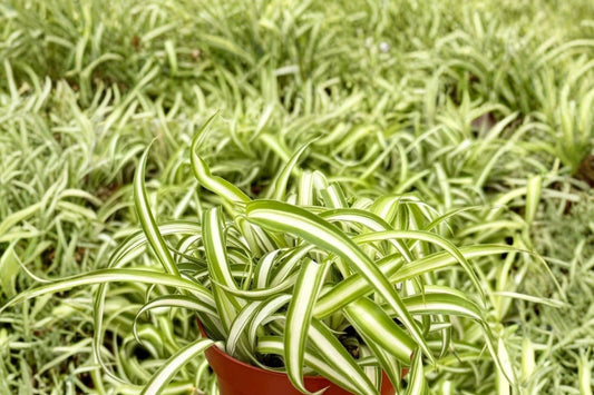 Bonnie Curly Spider Plant Live Plant, Chlorophytum comosum 'Bonnie', 3 Inch Pot, Curly Houseplant, Easy Indoor Plant