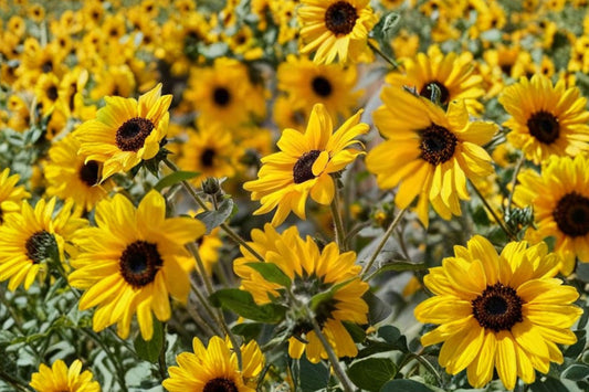 Sunfinity Yellow Sunflower Live Plant, Helianthus 'Sunfinity Yellow with Dark Center', 4 Inch Pot, Continuous Bloom Sunflower