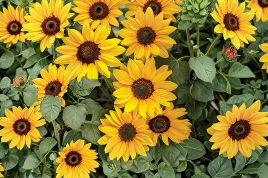 Suncredible Yellow Sunflower Live Plant, Helianthus 'Suncredible Yellow', 4 Inch Pot, Long Blooming Garden Sunflower