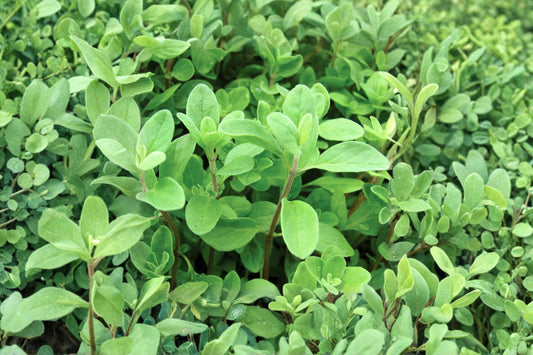 Sweet Marjoram Live Herb Plant, Origanum majorana, 4.5 Inch Pot, Culinary Herb, Aromatic Kitchen & Herb Garden Plant