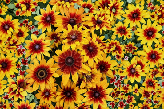 Minibeckia Flame Rudbeckia Live Plant, Rudbeckia 'Minibeckia Flame', 4 Inch Pot, Black-Eyed Susan Perennial
