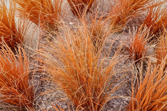 ColorGrass Red Rooster Carex Live Plant, Carex buchananii 'ColorGrass Red Rooster', 4 Inch Pot, Ornamental Sedge Grass