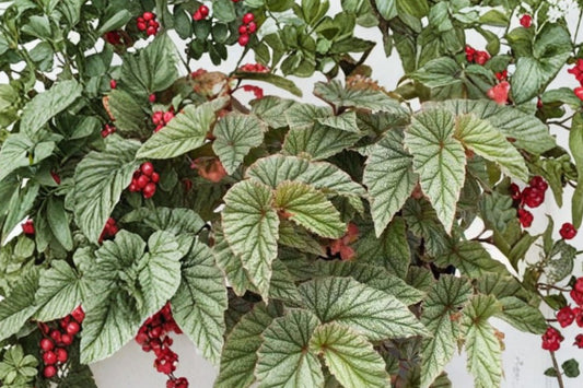 Frosty Angel Wing Begonia Live Plant, Begonia 'Frosty', 4 Inch Pot, Silver Spotted Houseplant, Tropical Begonia