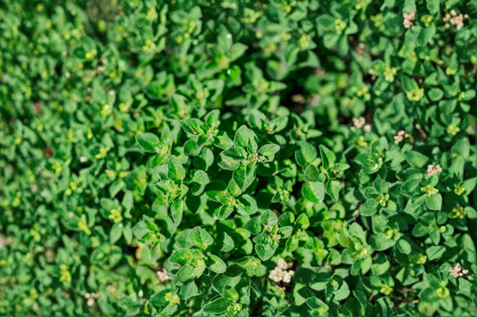 Greek Oregano Live Plant, Origanum vulgare subsp. hirtum, 4.5 Inch Pot, Culinary Herb, Fresh Herb Starter Plant