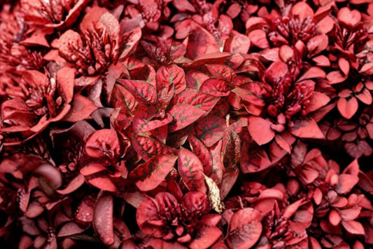 Red Polka Dot Plant Live Plant, Hypoestes phyllostachya, 4 Inch Pot, Colorful Houseplant, Pink Splash Foliage