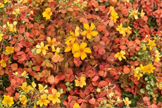 Sunset Velvet Shamrock Live Plant, Oxalis siliquosa 'Sunset Velvet', 4 Inch Pot, Colorful Oxalis Houseplant