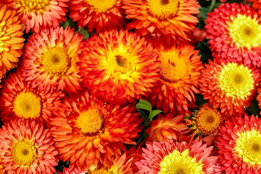 Cottage Orange Strawflower Live Plant, Bracteantha bracteata 'Cottage Orange', 4 Inch Pot, Everlasting Flower