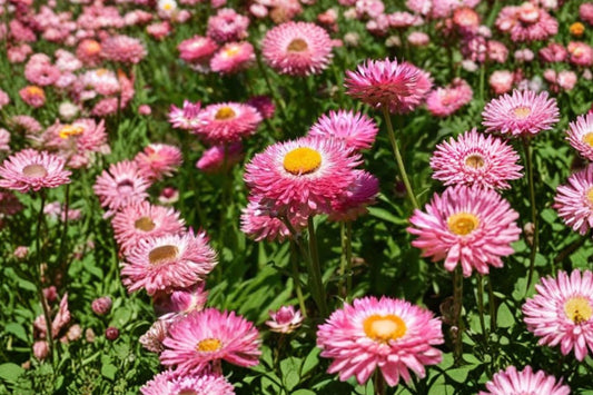 Granvia Pink Strawflower Live Plant, Bracteantha bracteata 'Granvia Pink', 4 Inch Pot, Everlasting Flower Plant