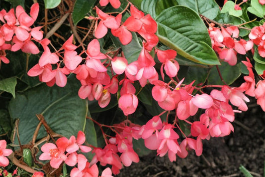 Dragon Wing Pink Begonia Live Plant, Begonia 'Dragon Wing Pink', 4 Inch Pot, Long Blooming Shade Flower