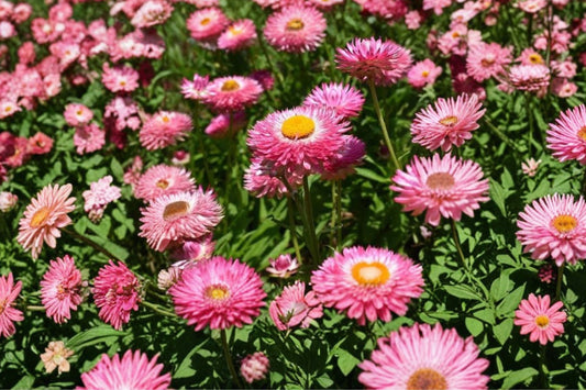 Granvia Pink Strawflower Live Plant, Bracteantha bracteata 'Granvia Pink', 4 Inch Pot, Everlasting Cut Flower