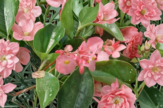 Dragon Wing Pink Begonia Live Plant, Begonia × hybrida 'Dragon Wing Pink', 4 Inch Pot, Shade Garden & Hanging Basket