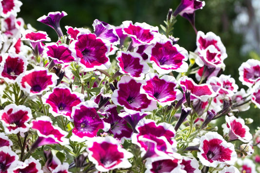 Painted Love Purple Petunia Live Plant, Petunia 'Painted Love Purple', 4 Inch Pot, Unique Purple & White Flower