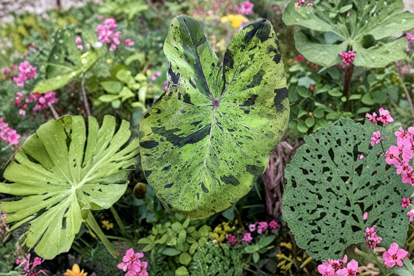 Mojito Elephant Ear Live Plant, Colocasia esculenta 'Mojito', 4 Inch Pot, Variegated Tropical Elephant Ear Plant