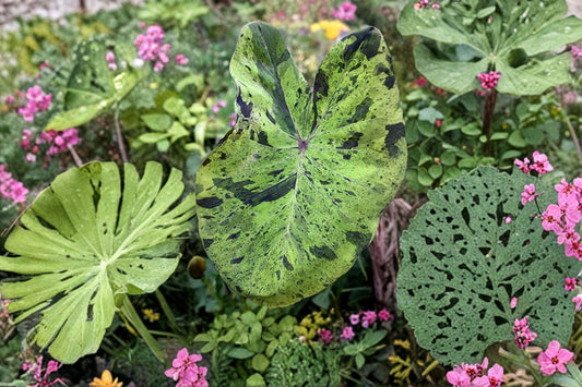 Mojito Elephant Ear Live Plant, Colocasia esculenta 'Mojito', 4 Inch Pot, Variegated Tropical Elephant Ear Plant