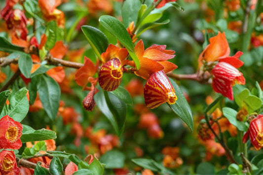 Koi Goldfish Plant Live Plant, Nematanthus 'Koi', 4 Inch Pot, Trailing Houseplant, Orange Blooming Tropical Plant