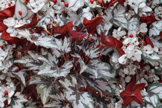 Bewitched White Rex Begonia Live Plant, Begonia rex-cultorum 'Bewitched White', 4 Inch Pot, Colorful Foliage Houseplant