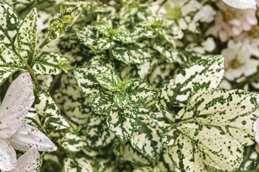 White Polka Dot Plant Live Plant, Hypoestes phyllostachya 'White', 4 Inch Pot, Colorful Foliage Houseplant
