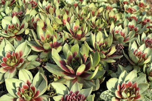 Chick Charms Cranberry Cocktail Hens & Chicks Live Succulent, Sempervivum 'Cranberry Cocktail', 4 Inch Pot