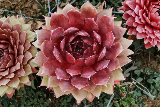Royal Ruby Hens & Chicks Live Succulent, Sempervivum 'Royal Ruby', 4 Inch Pot, Hardy Outdoor Succulent Plant