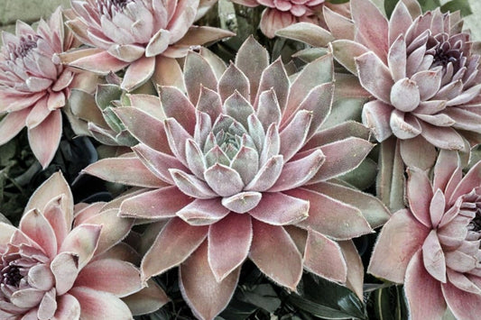 Chick Charms Silver Suede Hens & Chicks Live Succulent, Sempervivum 'Silver Suede', 4 Inch Pot, Hardy Succulent
