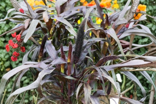 Purple Baron Ornamental Millet Live Plant, Pennisetum glaucum 'Purple Baron', 4 Inch Pot, Dramatic Purple Grass