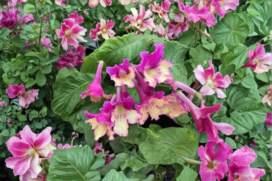 Yellow Pink Cap Streptocarpus Live Plant, Lady Slippers, Streptocarpus 'Yellow Pink Cap', 4 Inch Pot, Blooming Houseplant