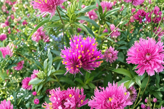 Cosmic Flare Gomphrena Live Plant, Gomphrena pulchella 'Cosmic Flare', 4 Inch Pot, Heat Tolerant Flowering Annual