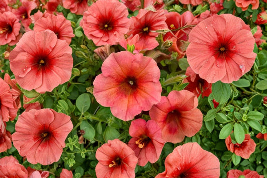 Sanguna Mango Peach Petunia Live Plant, Petunia 'Sanguna Mango Peach', 4 Inch Pot, Trailing Flowering Annual