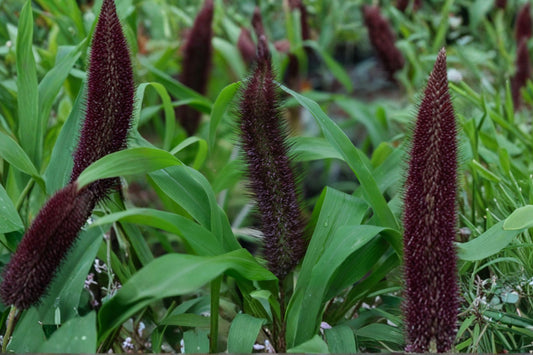 Jade Princess Ornamental Millet Live Plant, Pennisetum glaucum 'Jade Princess', 4 Inch Pot, Upright Ornamental Grass