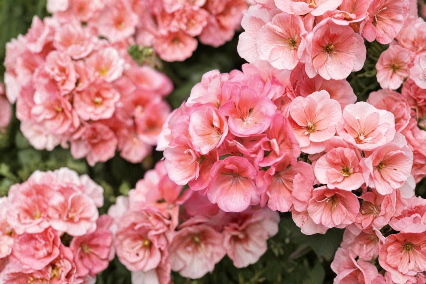 Darko Salmon Geranium Live Plant, Pelargonium 'Darko Salmon', 4 Inch Pot, Salmon Flowering Zonal Geranium