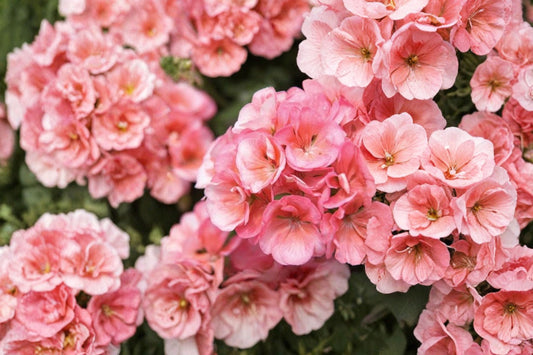 Darko Salmon Geranium Live Plant, Pelargonium 'Darko Salmon', 4 Inch Pot, Salmon Flowering Zonal Geranium