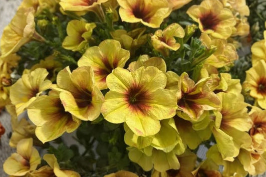 Crazytunia Bananarama Petunia Live Plant, Petunia 'Crazytunia Bananarama', 4 Inch Pot, Yellow Flowering Annual