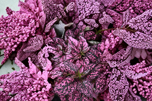 Pink Polka Dot Plant Live Plant, Hypoestes phyllostachya 'Pink', 4 Inch Pot, Colorful Foliage Houseplant