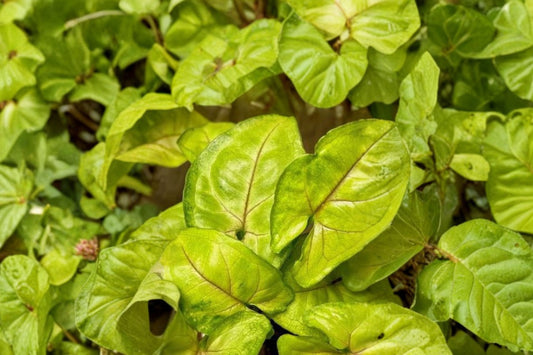 Gold Allusion Syngonium Live Plant, Syngonium podophyllum 'Gold Allusion', 4 Inch Pot, Arrowhead Vine Houseplant