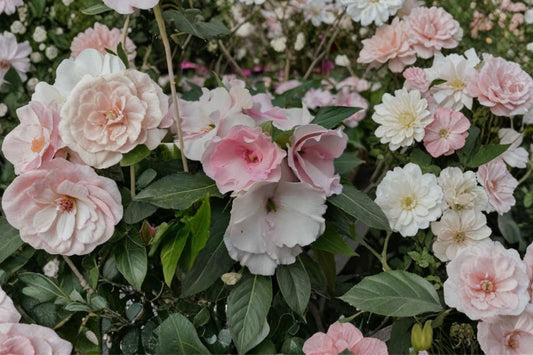 Roller Coaster Cotton Candy New Guinea Impatiens Live Plant, Impatiens hawkeri 'Roller Coaster Cotton Candy', 4 Inch Pot