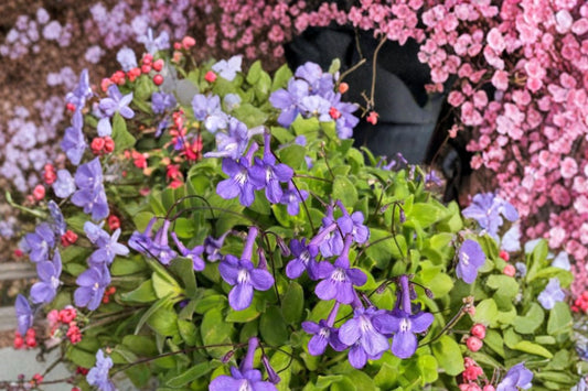 Concord Blue Streptocarpus Live Plant, Streptocarpus 'Concord Blue', 4 Inch Pot, Cape Primrose Flowering Houseplant