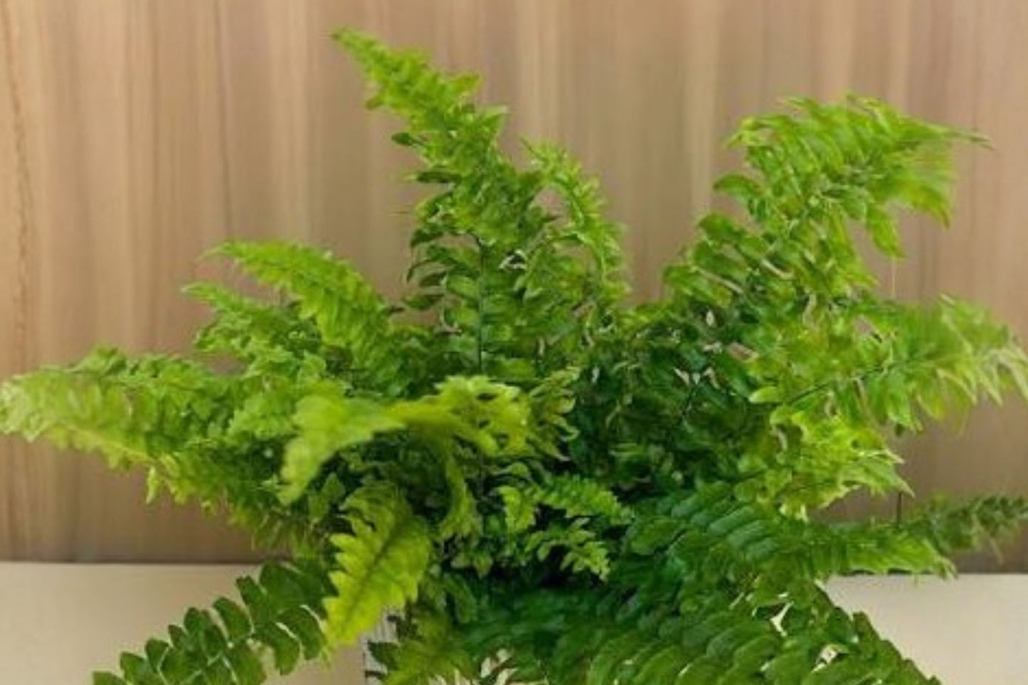 Blue Bell Boston Fern Live Plant, Nephrolepis exaltata 'Blue Bell', 4 Inch Pot, Lush Indoor Fern Houseplant