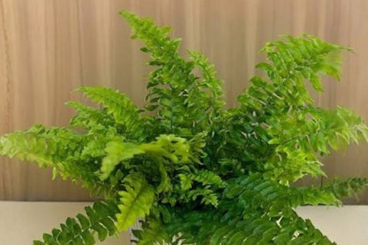 Blue Bell Boston Fern Live Plant, Nephrolepis exaltata 'Blue Bell', 4 Inch Pot, Lush Indoor Fern Houseplant