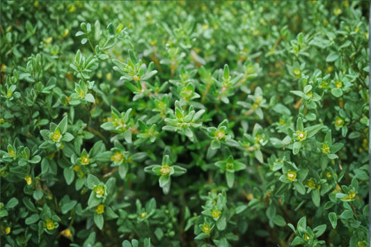 French Thyme Live Herb Plant, Thymus vulgaris, 4 Inch Pot, Culinary Herb, Perennial Herb Garden Plant