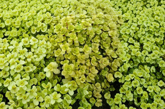 Ogon Sedum Live Succulent Plant, Sedum makinoi 'Ogon', 4 Inch Pot, Golden Japanese Stonecrop Ground Cover
