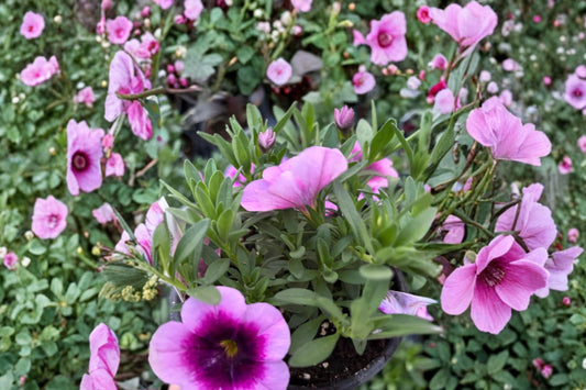 Caliloco Mirage Calibrachoa Live Plant, Calibrachoa 'Caliloco Mirage', 4 Inch Pot, Million Bells Hanging Basket Plant