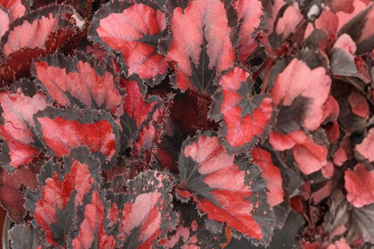 Harmony's Red Robin Rex Begonia Live Plant, 4.5 Inch Pot, Metallic Red Foliage Houseplant, Rare Collector Begonia