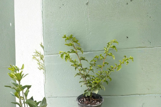 Rare Hibiscus grandidieri Live Plant, Madagascar Weeping Hibiscus, 4 Inch Pot, Exotic Tropical Collector Plant
