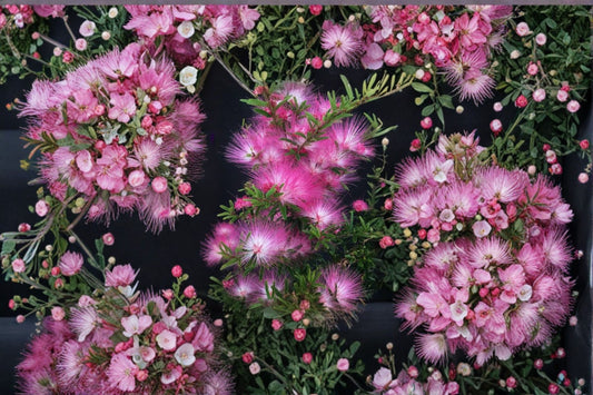 Pink Lilian Powder Puff Live Plant, Calliandra brevipes 'Pink Lilian', 4 Inch Pot, Hummingbird & Butterfly Plant