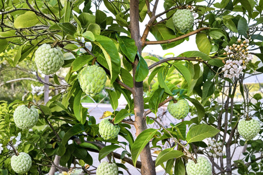 Sugar Apple Tree Live Plant, Annona squamosa, 4 Inch Pot, Sweet Tropical Fruit Tree, Container Friendly, Fast Growing