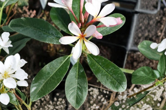 Dwarf Singapore Pink Plumeria Live Plant, Plumeria obtusa 'Dwarf Singapore Pink', 4 Inch Pot, Fragrant Tropical Flower