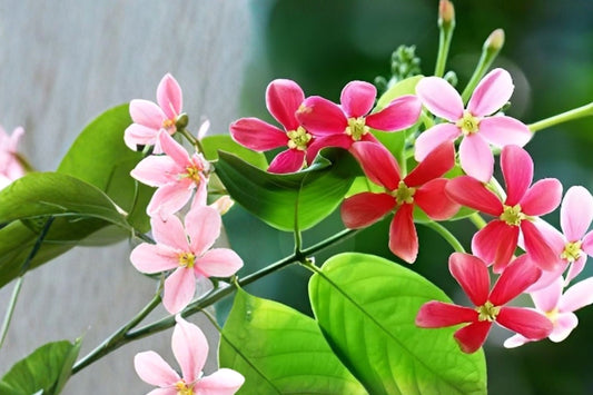 Rangoon Creeper Live Plant, Combretum indicum, 4 Inch Pot, Fragrant Color Changing Tropical Flowering Vine