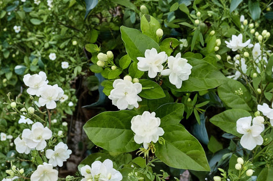 Arabian Knights Jasmine Live Plant, Jasminum sambac 'Arabian Knights', 8 Inch Pot, Fragrant Double White Blooms
