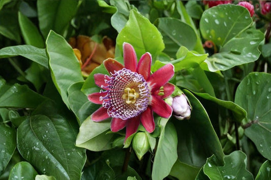 Giant Granadilla Live Plant, Passiflora quadrangularis, 4 Inch Pot, Rare Tropical Passion Fruit Vine, Fast Growing Climber