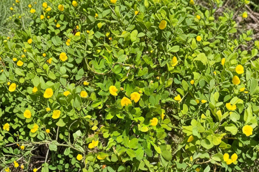 Perennial Peanut Plugs, Arachis glabrata, Live Ground Cover, Pollinator Plant, Drought Tolerant Lawn Alternative